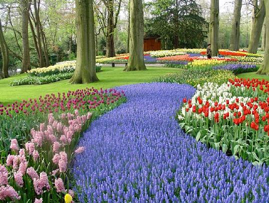 013 Hollandflowers1.jpg - The Keukenhoff Gardens in Holland are always a popular destination and clearly show the orderly nature of Dutch national consciousness.